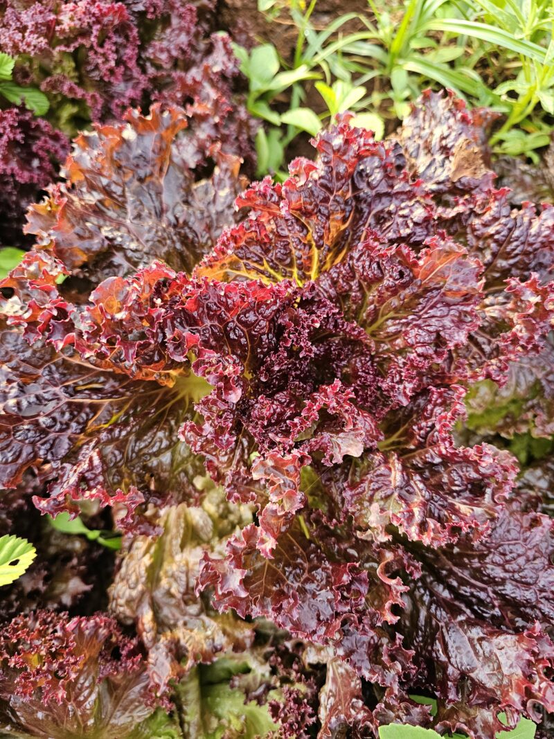 Mixed red lettuce - Image 2