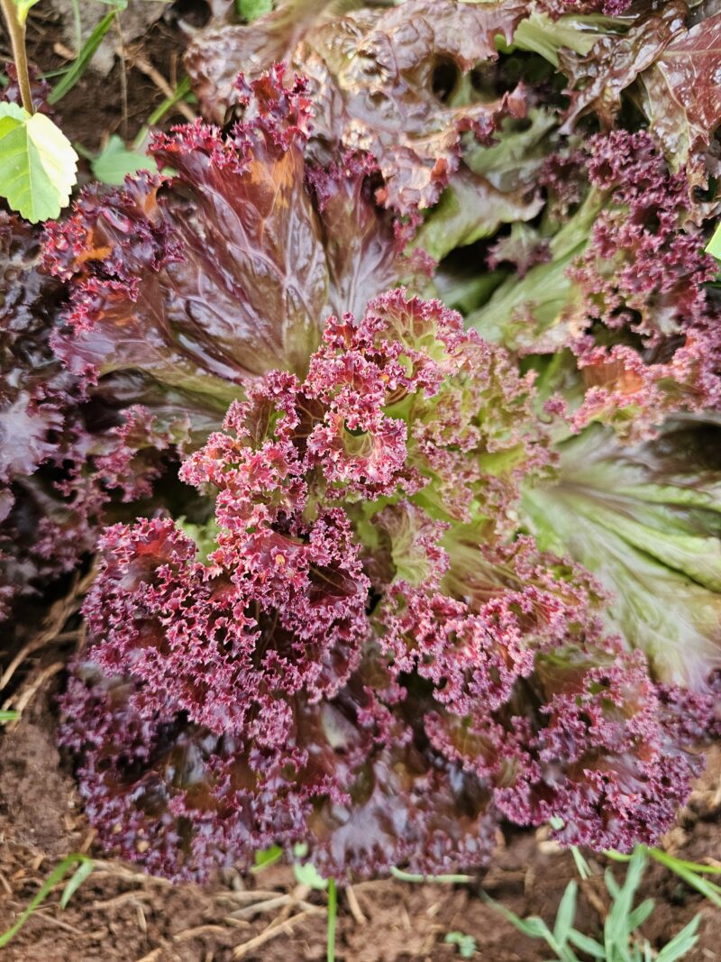 Mixed red lettuce - Image 3