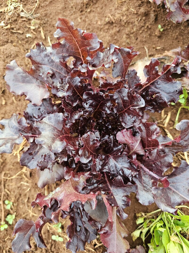 Mixed red lettuce