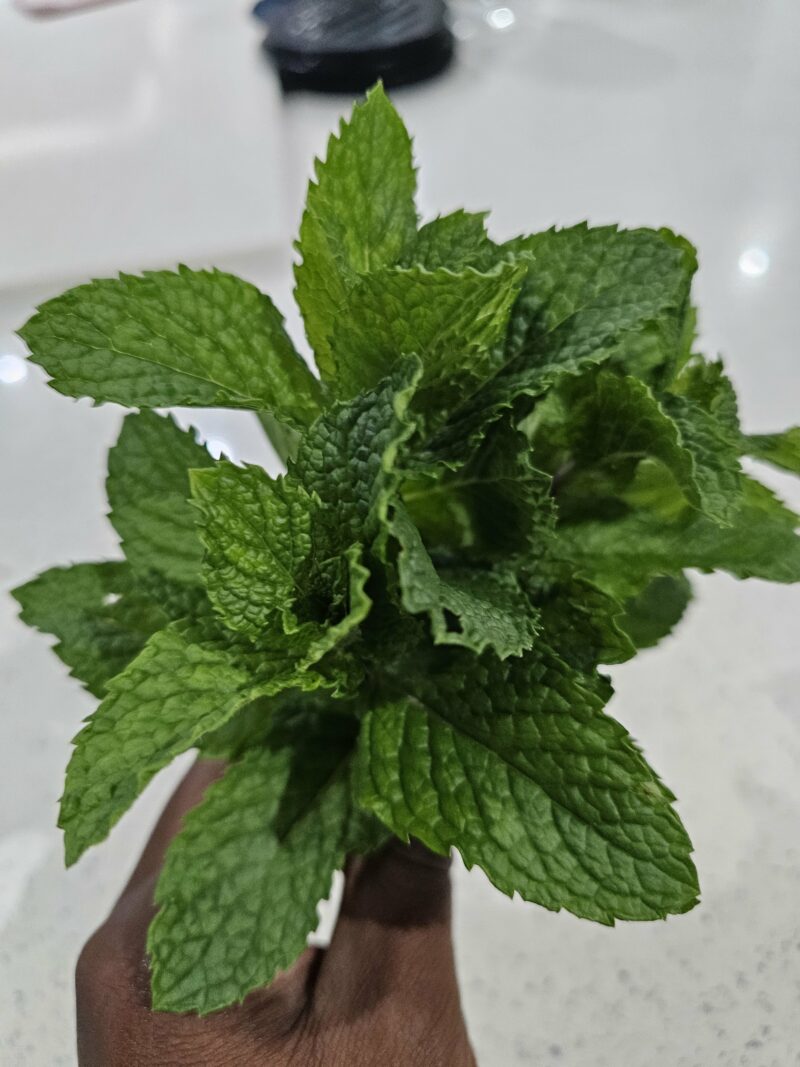 Mint - Image 2