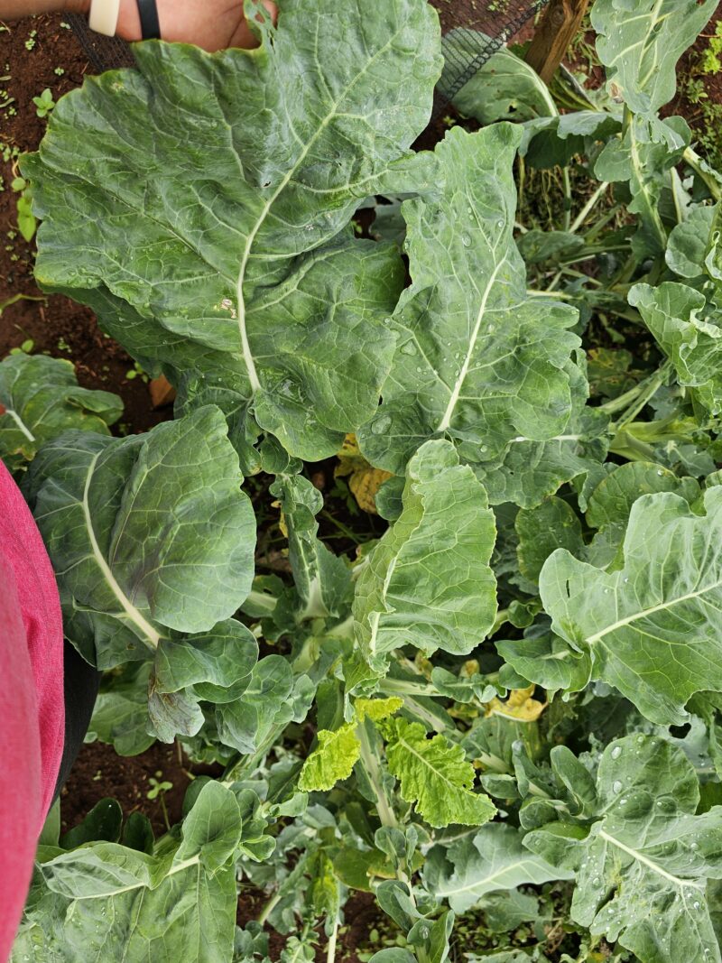 Kale flat