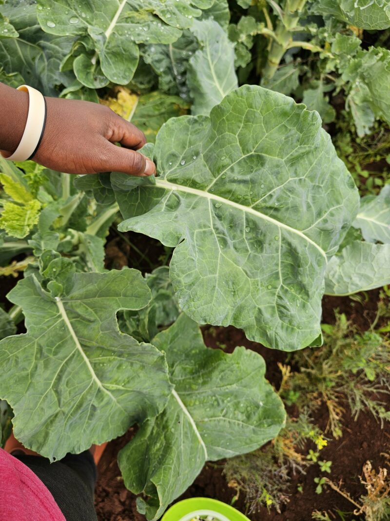 Kale flat - Image 2