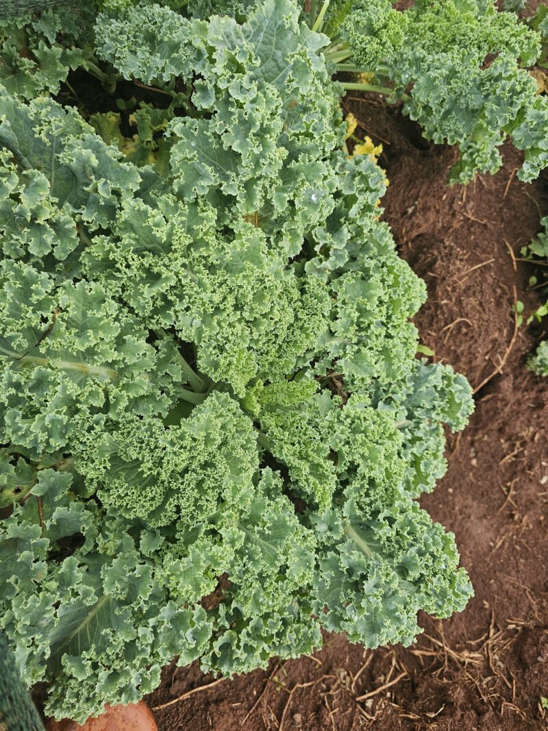 Kale curly