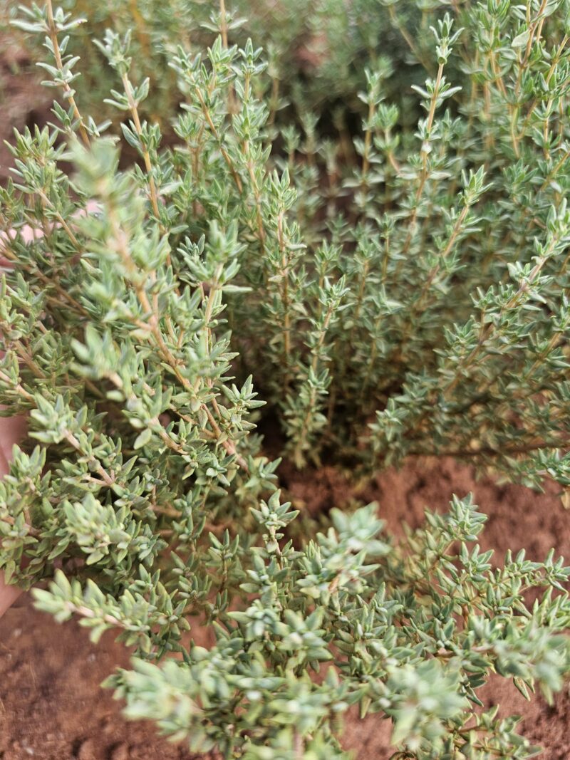 Thyme