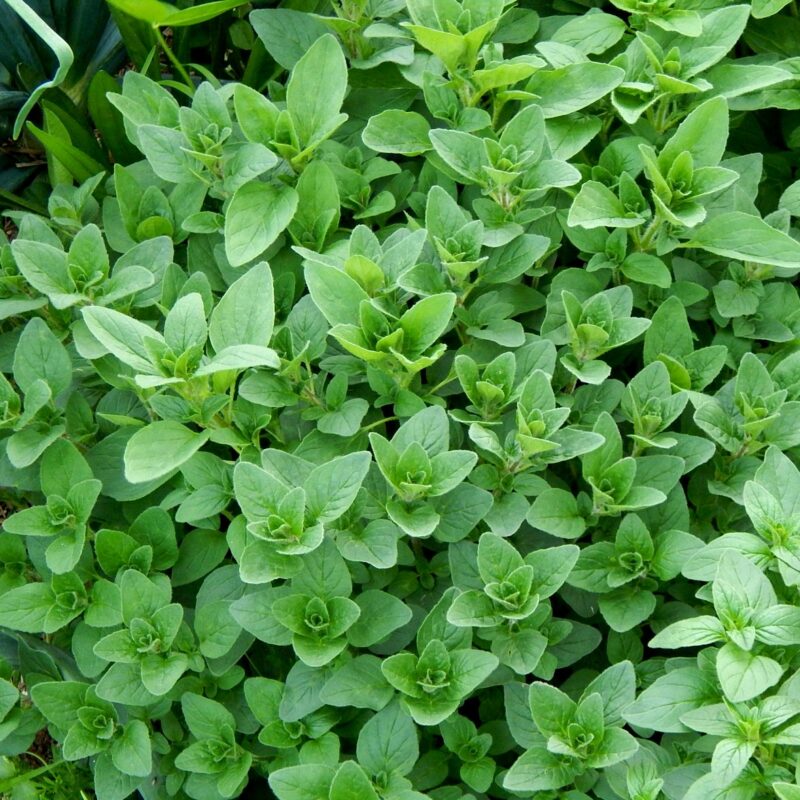 Oreganum