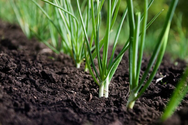Spring Onion